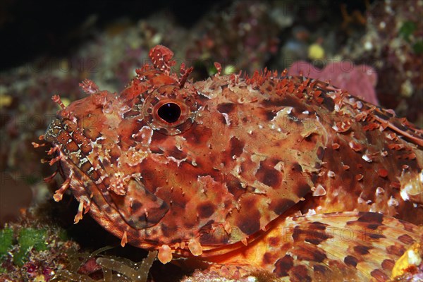 Red scorpionfish