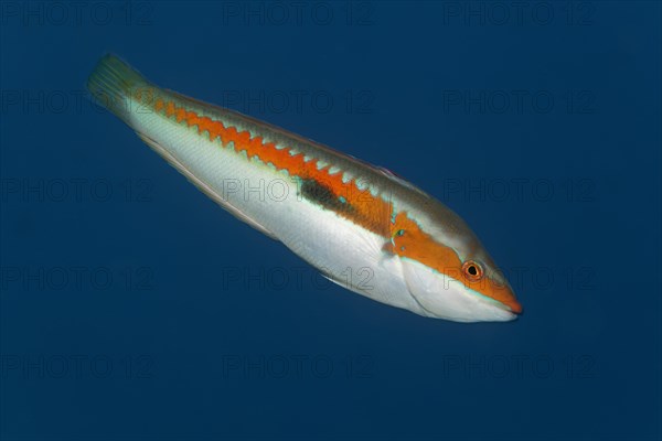 Mediterranean rainbow wrasse