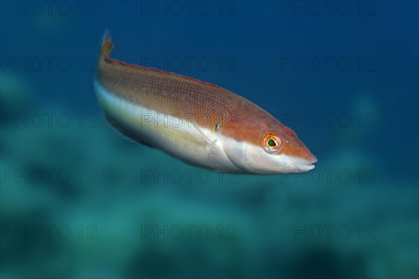 Mediterranean rainbow wrasse