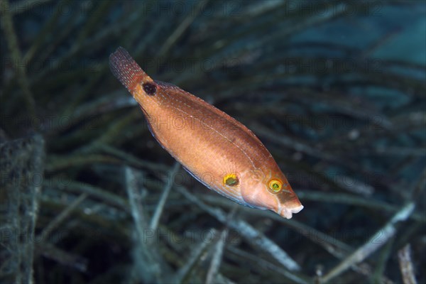 Axillary wrasse