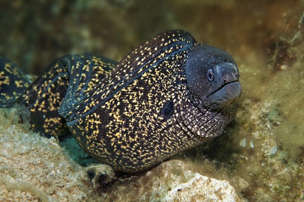 Mediterranean moray