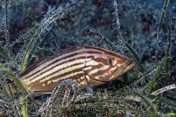 Goldblotch grouper