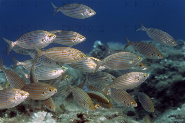 Salema porgy