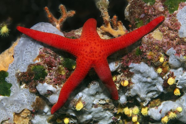 Red starfish