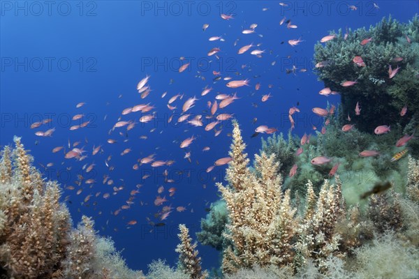 Japanese wireweed