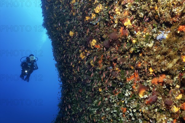 Diver by a vertical rock face