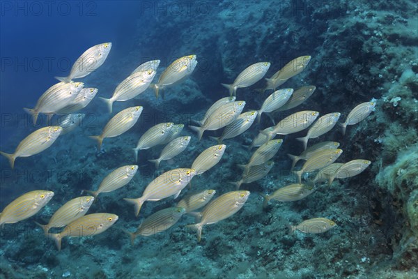 Salema porgy