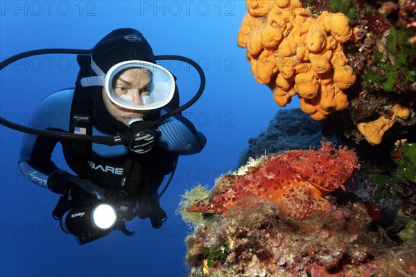 Diver observing a red scorpionfish