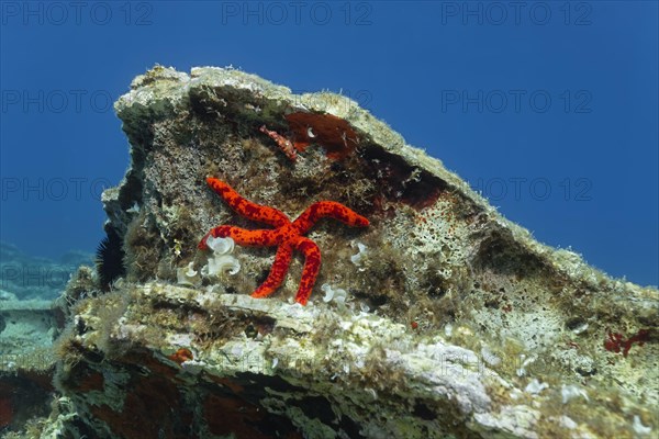 Red starfish