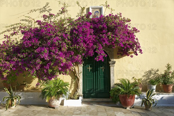 Courtyard door and bougainvillea