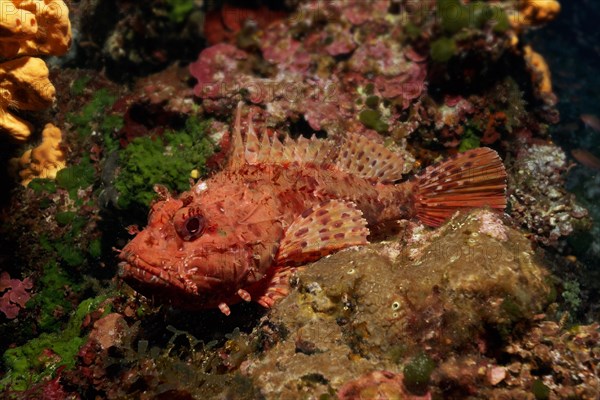 Red scorpionfish