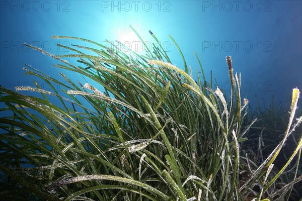 Neptune grass or Mediterranean tapeweed