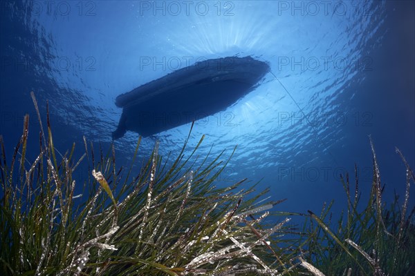 Neptune grass or Mediterranean tapeweed