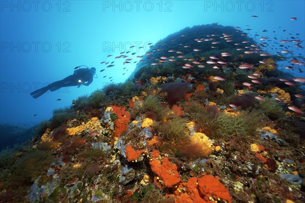 Diver at overgrown rocks