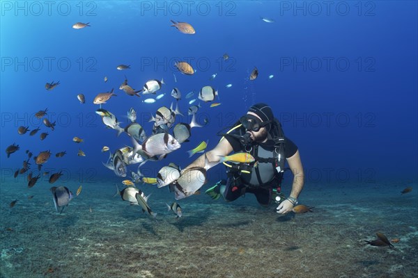 Diver feeding fish