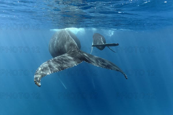 Humpback whale