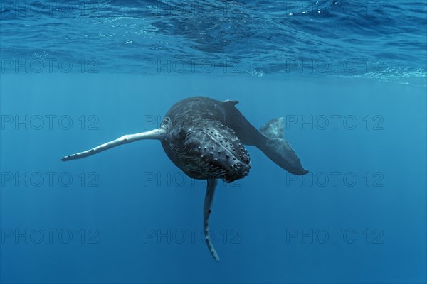 Humpback whale