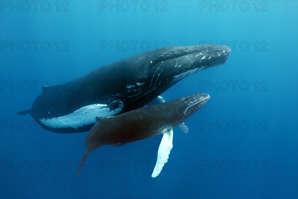 Humpback whale