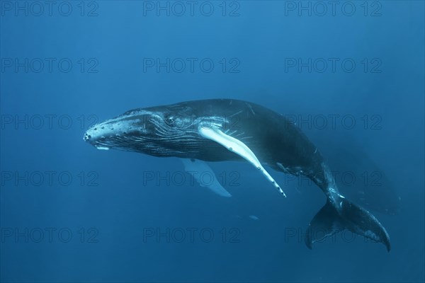 Humpback whale