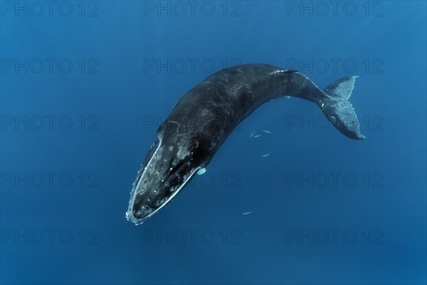 Humpback whale