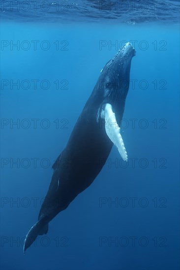 Humpback whale