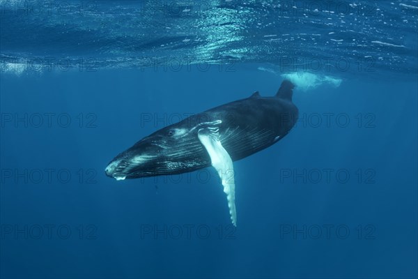 Humpback whale