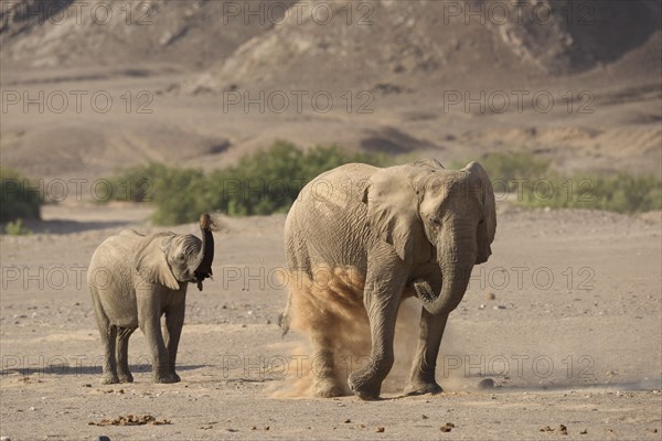 Desert elephant