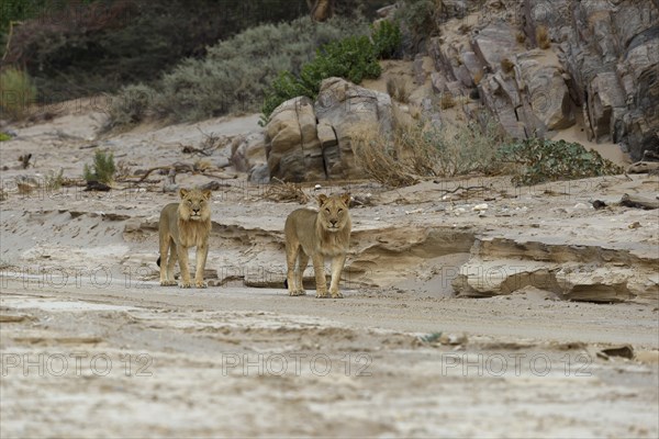 Desert lion