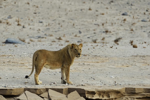 Desert Lion