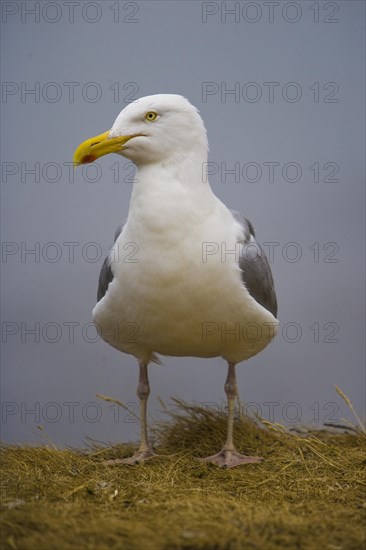 European herring gull