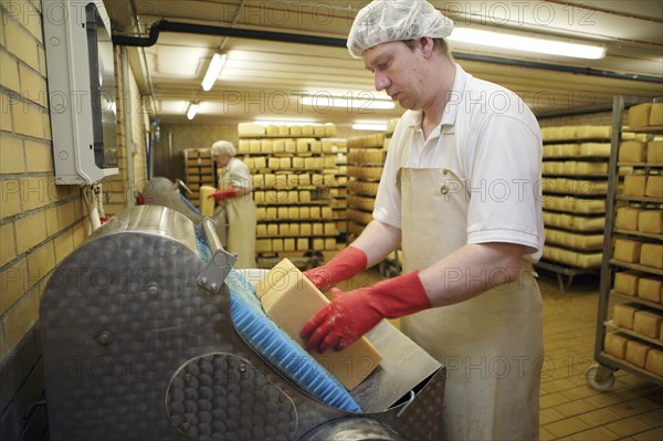 Dairy expert in the aging cellar of the Sarzbuttel fine cheese dairy