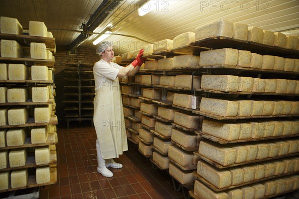 Dairy expert checking cheese on a shelf in the aging cellar of the Sarzbuttel fine cheese dairy