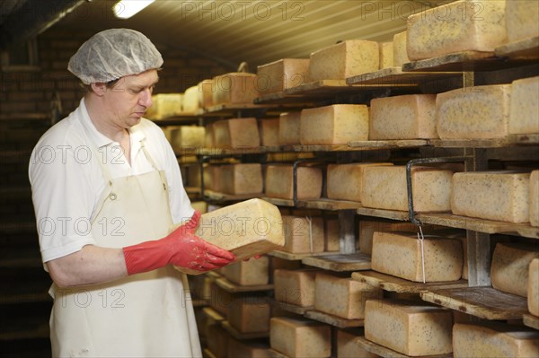 Dairy expert checking cheese on a shelf in the aging cellar of the Sarzbuttel fine cheese dairy