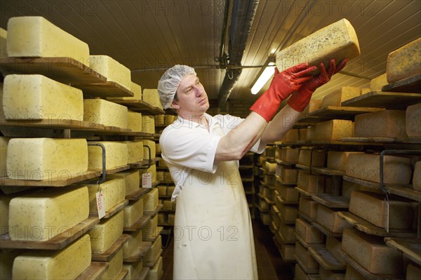 Dairy expert checking cheese on a shelf in the aging cellar of the Sarzbuttel fine cheese dairy