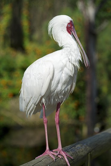 Spoonbill