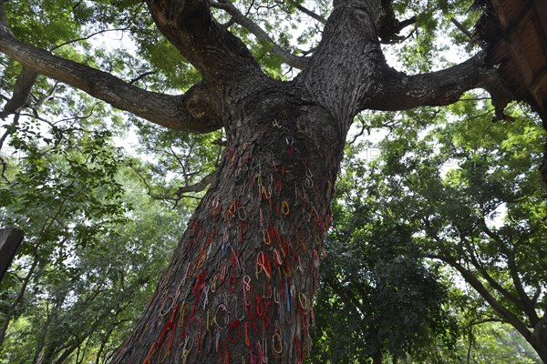 Colourful bracelets hung up as a warning on a Killing Tree