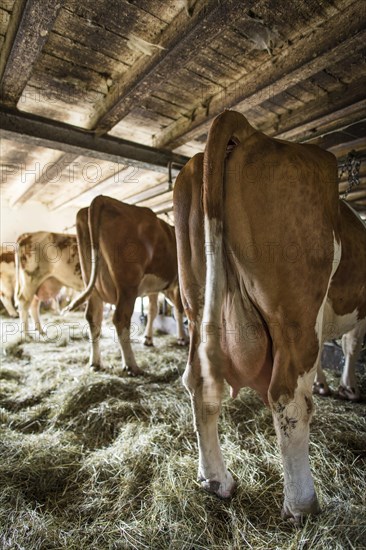 Cows in the barn