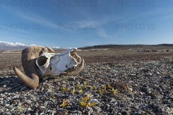 Bleached skull of a musk ox