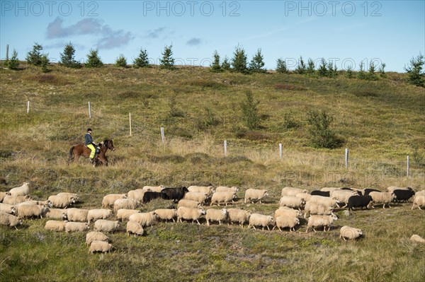 Domestic sheep