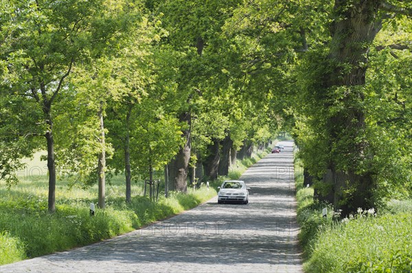 Deutsche Alleenstrasse