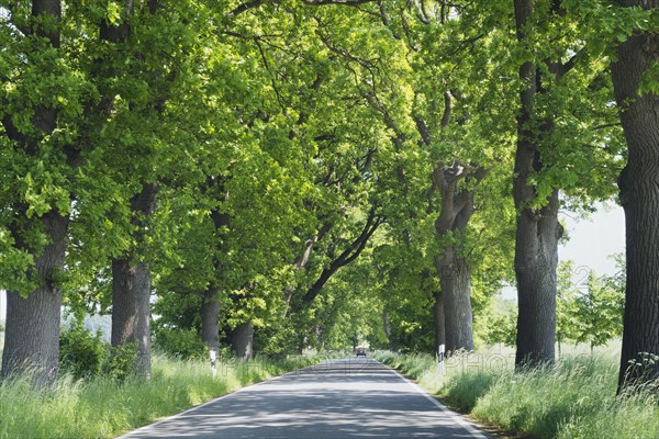 Deutsche Alleenstrasse