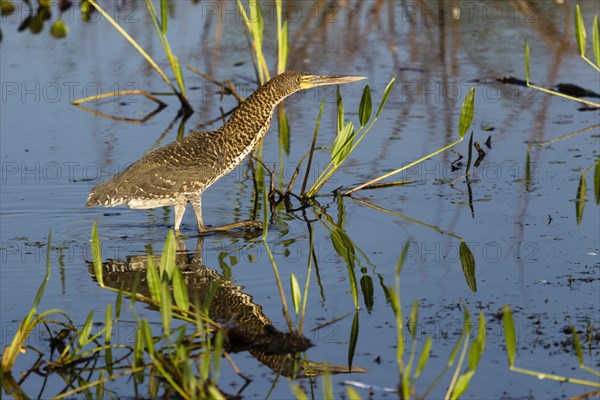 Rufescent Tiger Heron