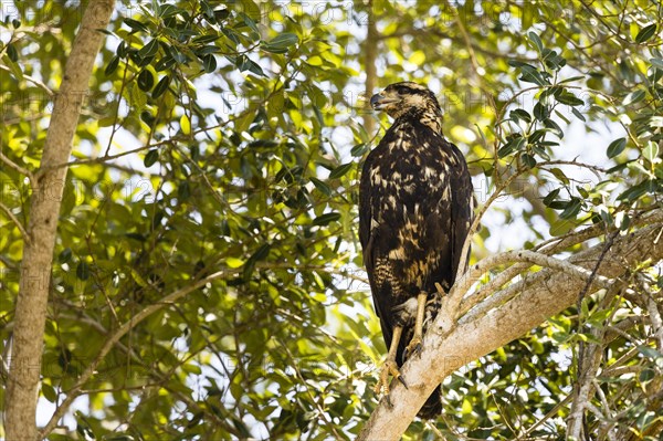 Great Black Hawk