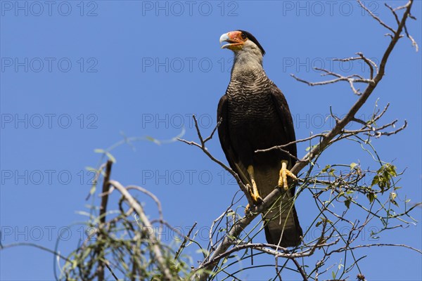 Southern Caracara