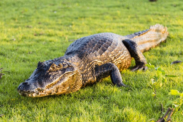 Black Caiman