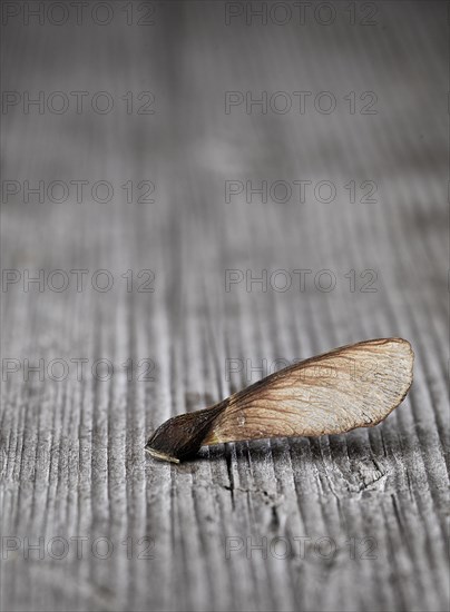 Maple seeds