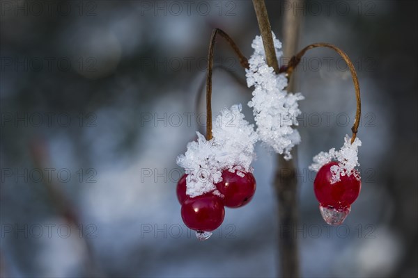 Frozen berries on American Cranberry Bush