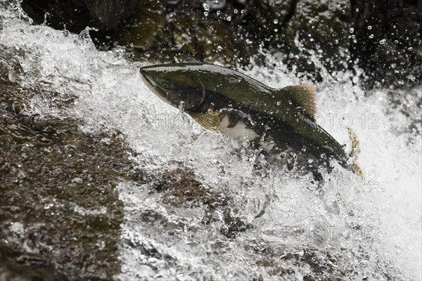 Pink Salmon or Humpback Salmon