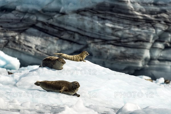 Harbour Seals or Common Seals