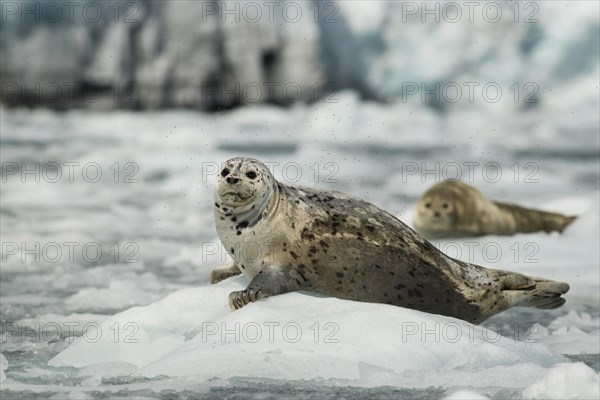 Harbour Seal or Common Seal